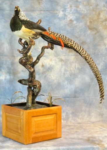 Lady Amherst's pheasant taxidermy on a branch