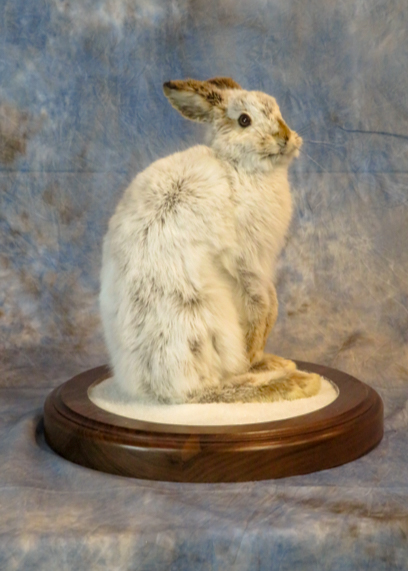 Snowshoe hare taxidermy