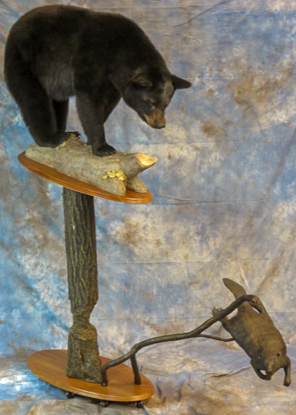 Black bear taxidermy looking at a swimming beaver