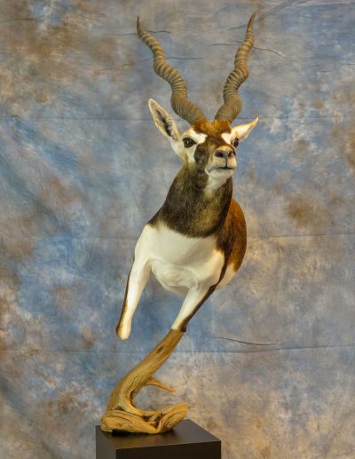 Black buck taxidermy