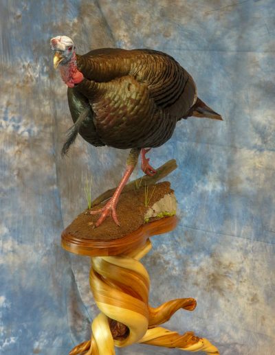 Turkey taxidermy