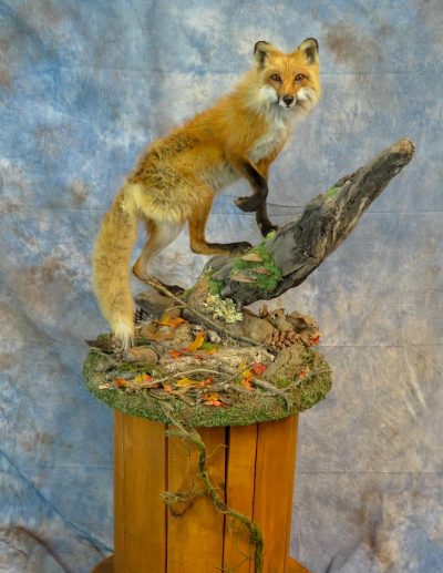 Fox with habitat taxidermy