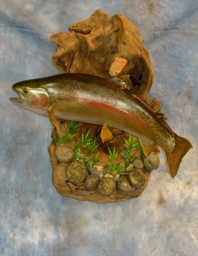 Salmon taxidermy