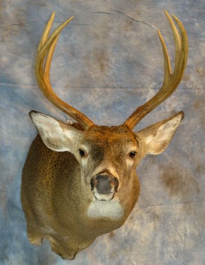 Whitetail deer taxidermy