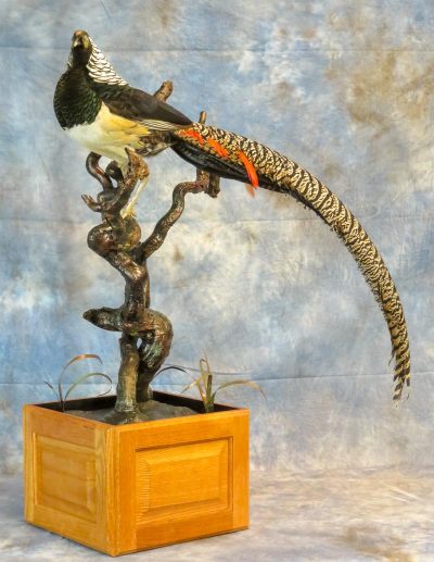 Pheasant taxidermy