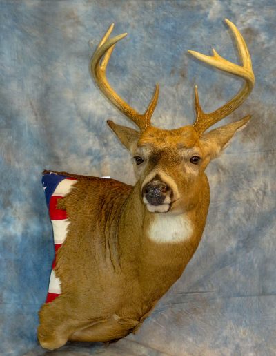 Whitetail deer with American flag taxidermy