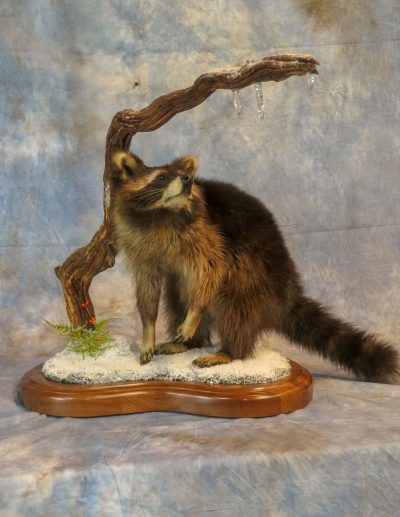 Raccoon taxidermy