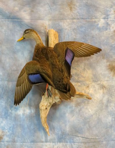 Duck taxidermy